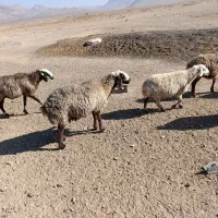 فروش گوسفند داشتی|حیوانات مزرعه|سرچهان, |دیوار