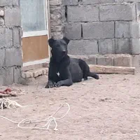 سگ لاس سرابی گله