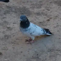 این سه چهارروزه رفته
