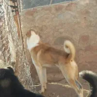 سگ گله|سگ|قیدار, |دیوار