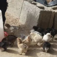 تخم مرغ محلی|حیوانات مزرعه|برازجان, |دیوار