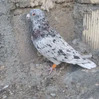 دورگ|پرنده|بندر ماهشهر, |دیوار