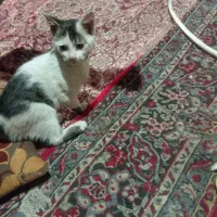 گمشده