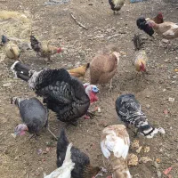 بوقلمون و خروس|حیوانات مزرعه|الشتر, |دیوار