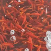 ماهی قرمز|ماهی|ساری, |دیوار