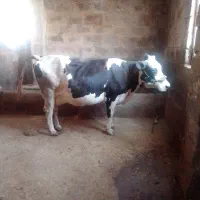 گاوگوساله|حیوانات مزرعه|کرمانشاه, |دیوار