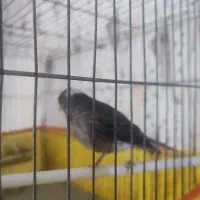 قناری نربخون