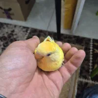 جوجه طوطی برزیلی