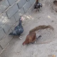 فروش مرغ محلی به تعداد۱۵عدد
