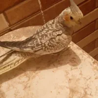 قناری|پرنده|زابل, |دیوار