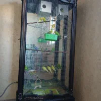 فروش مجموعه کامل بوفه‌ پرورش مرغ عشق