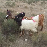 پارس اباد|حیوانات مزرعه|پارس‌آباد, |دیوار