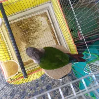 طوطی گرینچیک|پرنده|کرمان, |دیوار