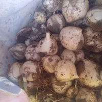 موسیر