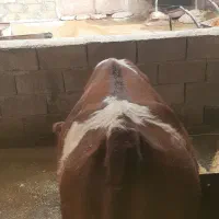 دوتا گوساله ۱۱ ماهه