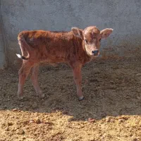 گوساله شیری|حیوانات مزرعه|کوهدشت, |دیوار