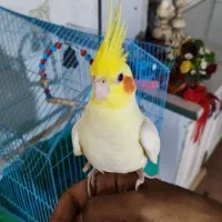 عروس هلندی ماده