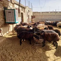 شیشک میش