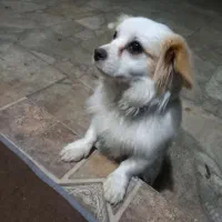 سگ پاکوتا ۳ میلیون