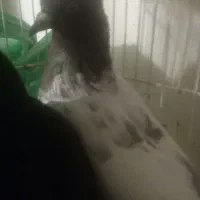 سینه قهوه ای|پرنده|زابل, |دیوار