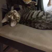 گربه جهت واگذاری با شرایط|گربه|نوشهر, |دیوار