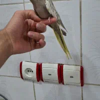 تعدادی عروس هلندی معاوضه با قناری|پرنده|ایذه, |دیوار