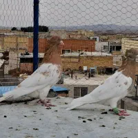 نر و ماده کله زرد