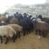 فروش بره نروماده