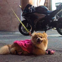 شناسنامه داره تمام واکسناشم خورده قیمتش توافقی