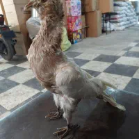 ماکت کبوتر|مجسمه، تندیس، ماکت|کرمانشاه, |دیوار