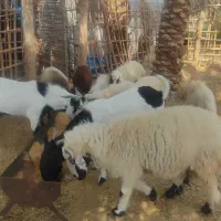 گوسفند وگستر فروشی