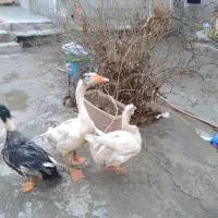 یه جفت گازمحلی بفروش میرسه