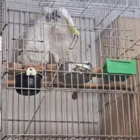 کاسکو ، آرا ، کاکادو