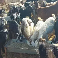 گوسفند شیشک بره بزغاله