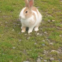 خرگوش سرحال ۷ ماهه بنام پتی