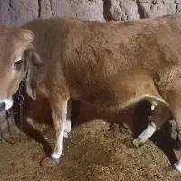 گاو با گوساله ماده