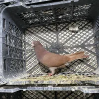 کفتر طهرونی یجایی|پرنده|ماهدشت, |دیوار