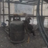 دو مرغ لاری چش سفید