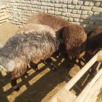 ۶راس بره نر پرواری|حیوانات مزرعه|تنکمان, |دیوار