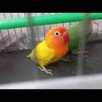 دو عدد طوطی برزیلی نرو ماده  با قفس و همه چیز