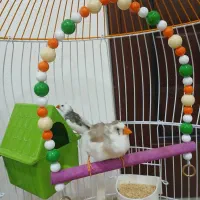 فنچ|پرنده|اهواز, کوی فاطمیه|دیوار