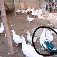 فروش قو غاز لیندا و اردک نر|حیوانات مزرعه|سورک, |دیوار