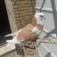کبوتر گ م شده