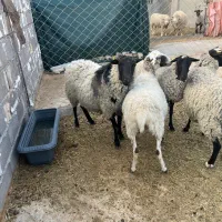 فروش گوسفند رومن و رومانوف قوچ بره و میش