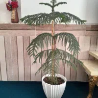 گل شاداب|گل و گیاه طبیعی|فسا, |دیوار