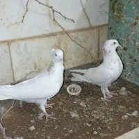 کبوتر به به ای|پرنده|قم, کلهری|دیوار