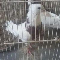 طوقی سرخ|پرنده|قائن, |دیوار