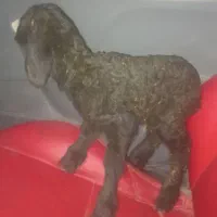 یک عدد بره شیری نر هست
