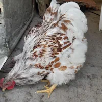 خروس|حیوانات مزرعه|اصفهان, پرتمان|دیوار