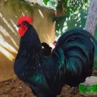 خروس سیاه